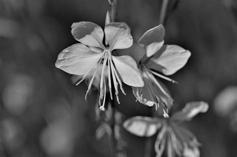 Juoda ir balta nuotrauka, kurioje matoma memorialinė lenta P. Mažylio gimdymo namų pastate