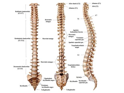 stuburo anatomija ir fiziologiniai linkiai