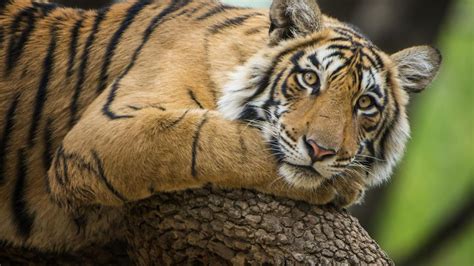 Bengalijos tigras su jaunikliais