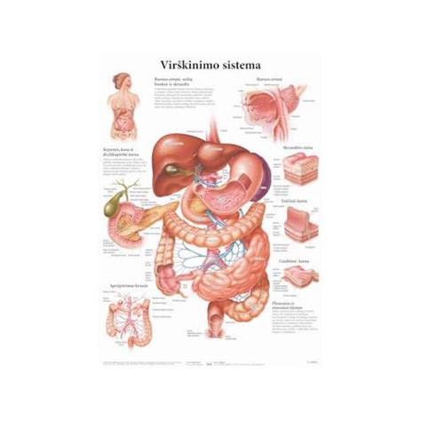 vaiko virškinimo sistema