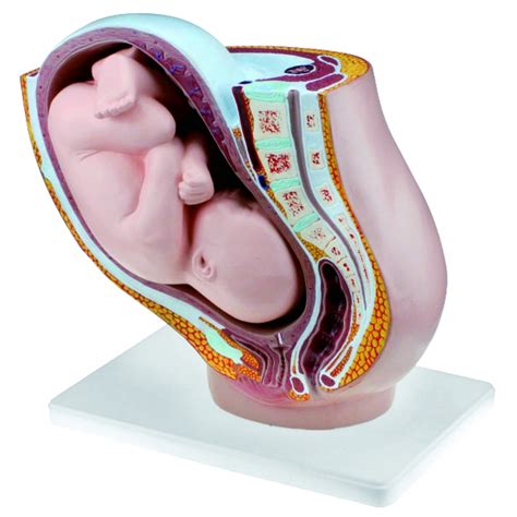 Nėščiosios moters anatomija