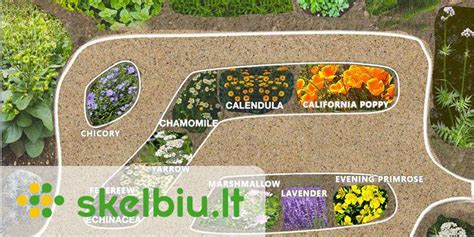 vaistazoliu rinkinys