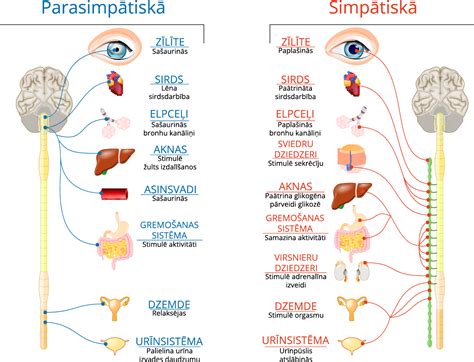 vaiku nervu sistema schema