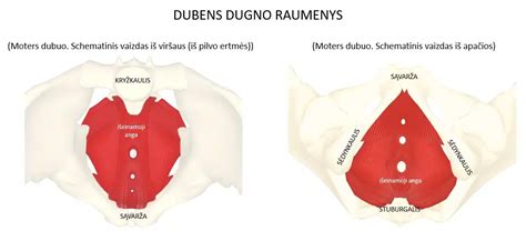 Schema dubens dugno raumenų