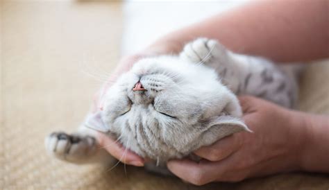 Kačių sterilizacijos kaina ir jos veiksniai