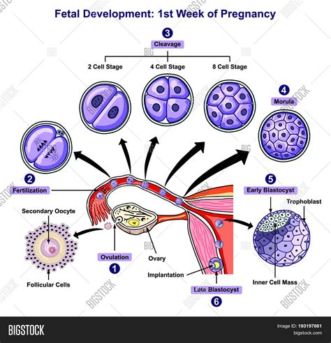 schema showing fertilization and fetal development