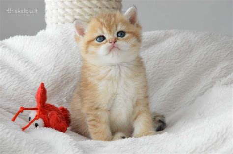 gimstantys kačiukai