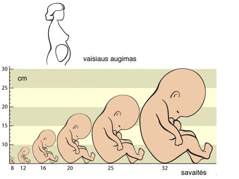 Vaisiaus vystymasis 1 trimestrą