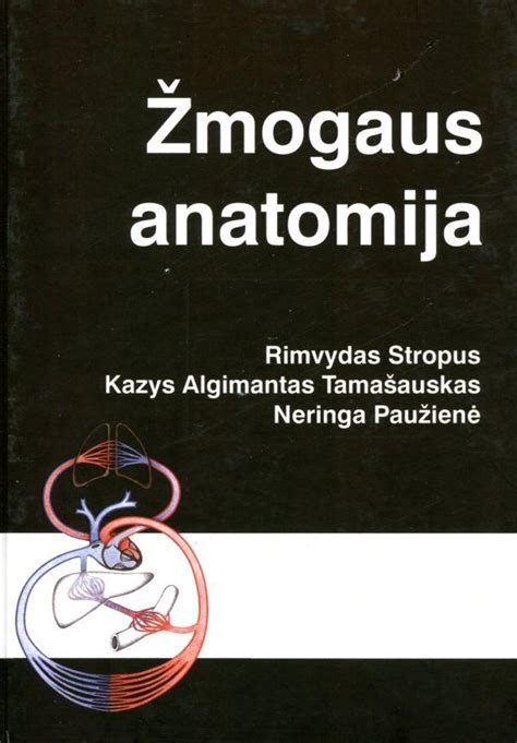 Anatomija anatominė žmogaus tiesiosios žarnos struktūra