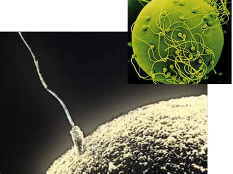 Sėkmingo spermatozoido prasiskverbimo į kiaušialąstę schema