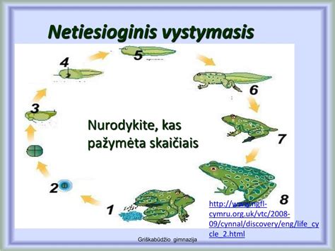 Zigotos dalijimosi stadijos: nuo morulės iki blastocistos
