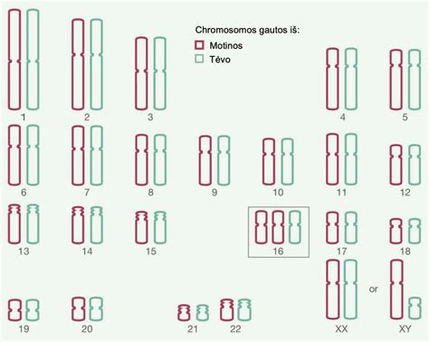 schematinis žmogaus chromosomų vaizdas