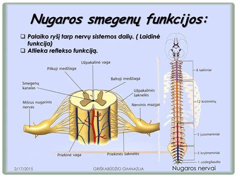 schematiškas nugaros smegenų pjūvis su nurodyta epidurine erdve