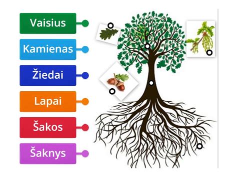 medžio augimo metafora ugdyme