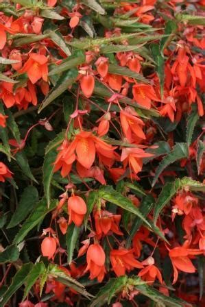 svyrančios begonijos saulėtoje vietoje