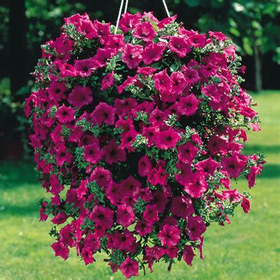 įvairios svyrančios gėlės vazone