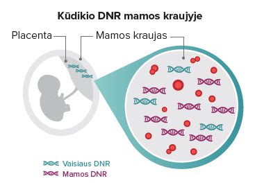Nėščiosios DNR tyrimas