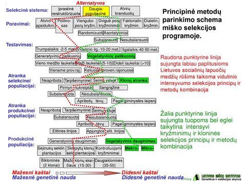 Schema: Miško darželio veiklos ir nauda