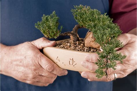Bonsai medelių auginimas