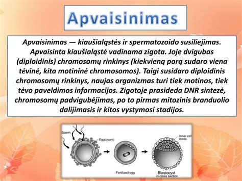 Spermatozoidų struktūra ir kelias link kiaušialąstės