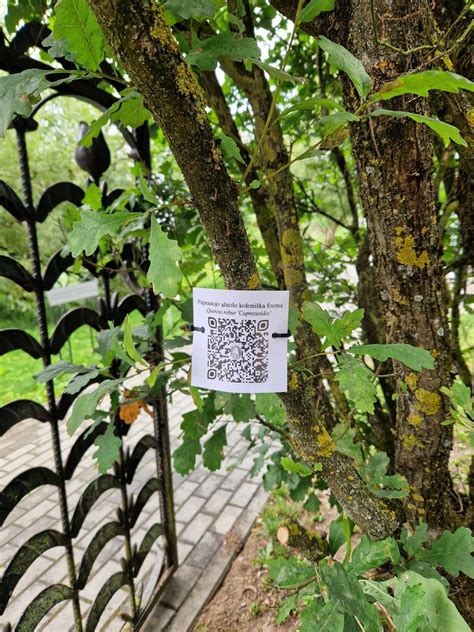 QR kodai ant medžių darželyje