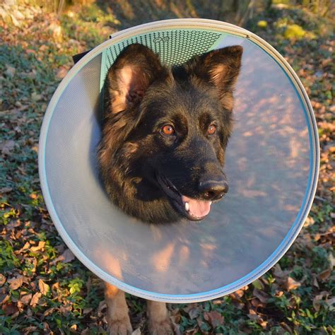 du skirtingi gaidžiai su spalvotomis uodegomis