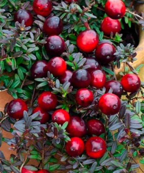 spanguolė pasipuošusi šerkšno pirštinėmis