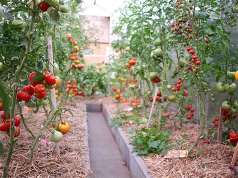 Idėjos daržo išdėstymui