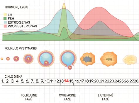 Grafikas, iliustruojantis progesterono lygio pokyčius prieš ir po ovuliacijos