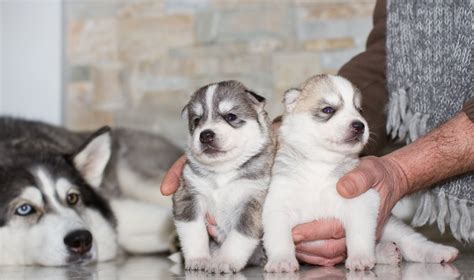 Sėkmingai apvaisinta kalė su šuniukais