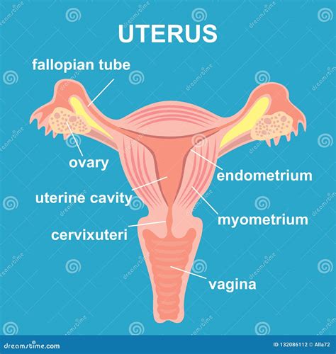 schema of female reproductive system