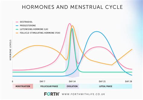 graph of hormonal changes during menstrual cycle