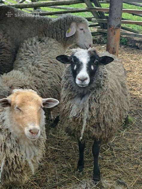 vaiku avytes is vatos