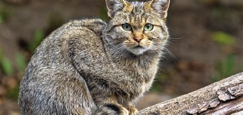 Katė su pabrinkusiomis pieno liaukomis