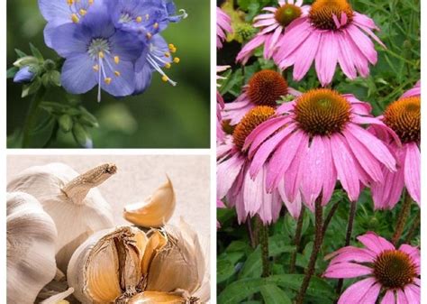 Vaistinių augalų nuotraukos