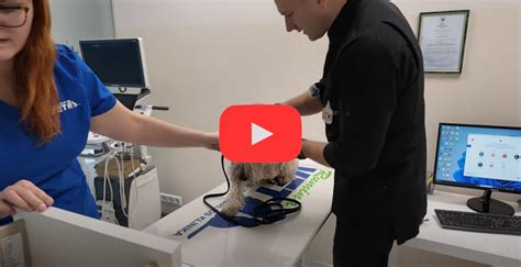 Chemoterapijos procedūra