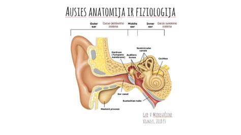 Kūdikių ausų anatomija