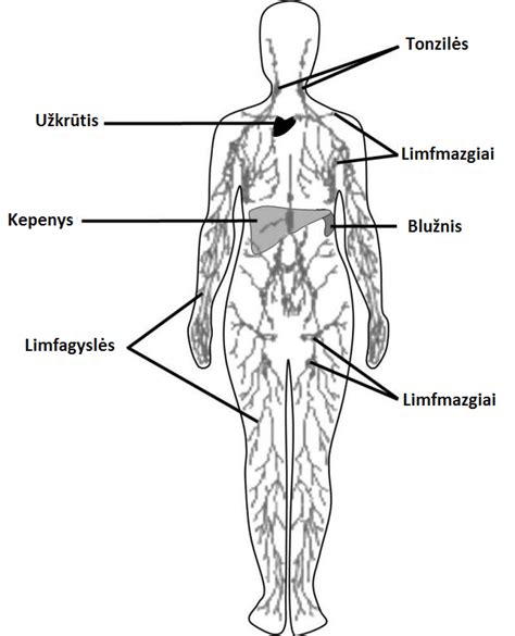 schematinis žmogaus limfmazgių išsidėstymas