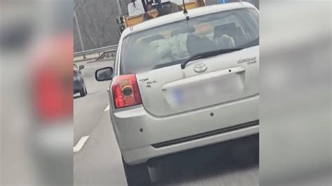 nuotrauka, kurioje gyvūnas vežamas saugiai automobilinėje transportavimo dėžėje