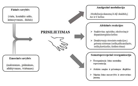 Grafikas rodantis prostaglandinų ir oksitocino poveikį gimdai