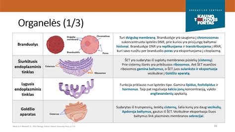 Melanomos ląstelės