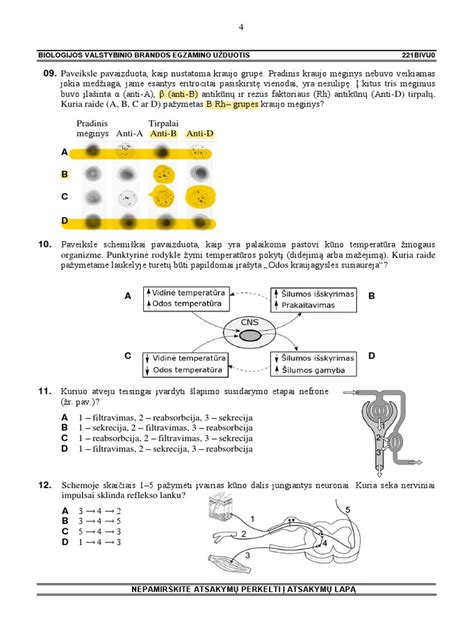 schematinis brandos egzamino struktūros pavaizdavimas