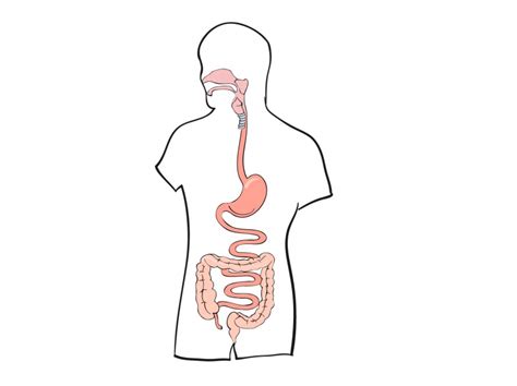 Schema kaip bilirubinas keliauja organizme