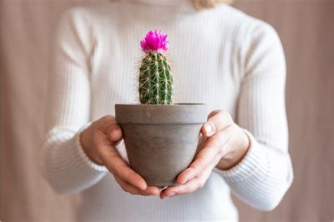 Kaktusas - simbolis kantrybės santykiuose