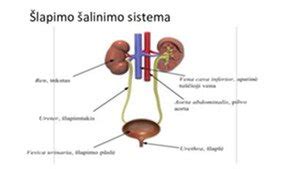 Kūdikio šlapimo sistema nėštumo metu