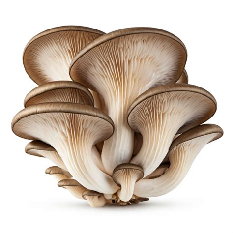 Nuotrauka: įvairių rūšių grybai