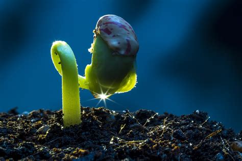 Pavojingų kambarinių augalų sąrašas