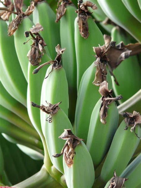 Panamos ligos paveiktas bananų augalas