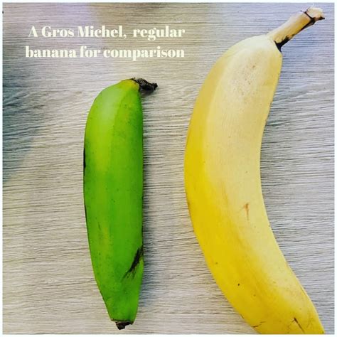 Istorinės bananų veislės: Gros Michel ir Cavendish