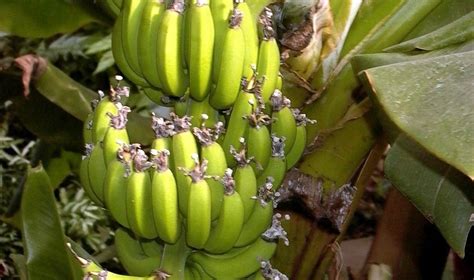 Bananų vaisių ir lapų panaudojimas